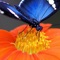 Get the best Insect Wallpapers HD Free