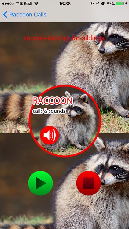 Raccoon Real Hunting Calls & Sounds