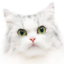 Cat Kitten Kitty Pet Jigsaw Puzzles for toddlers app icon