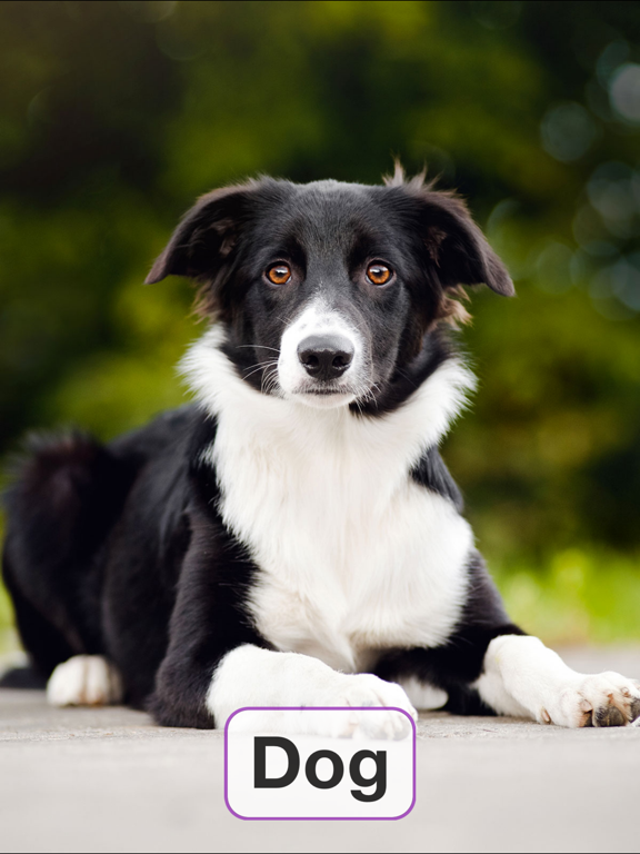 Toddler Flashcards: Learning Baby Kids Games Free iPad screenshot 3 - Education app