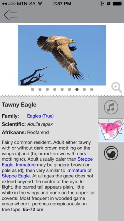 Newman’s Birds of Africa