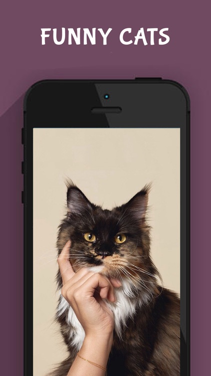 Funny Cat Images screenshot-4