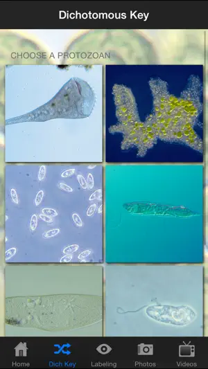 Protozoan Identification screenshot 2