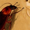 Cucaracha - iPadアプリ