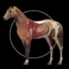 Horse Anatomy: Equine 3D delete, cancel