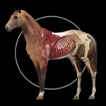 Horse Anatomy Equine 3D