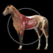 App Icon for Horse Anatomy: Equine 3D App in United States IOS App Store