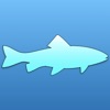 Fish Fish