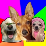 Meme Dog - Bubble Mars