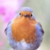 Lovely Bird Puzzles - iPadアプリ
