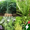 Medicinal plants: herbs, bark icon