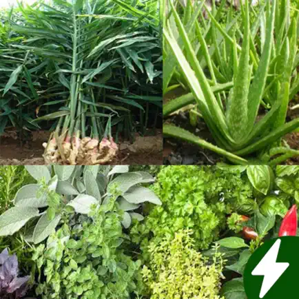 Medicinal plants: herbs, bark Cheats