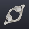 Biomechanics of the Spine Lite - iPhoneアプリ