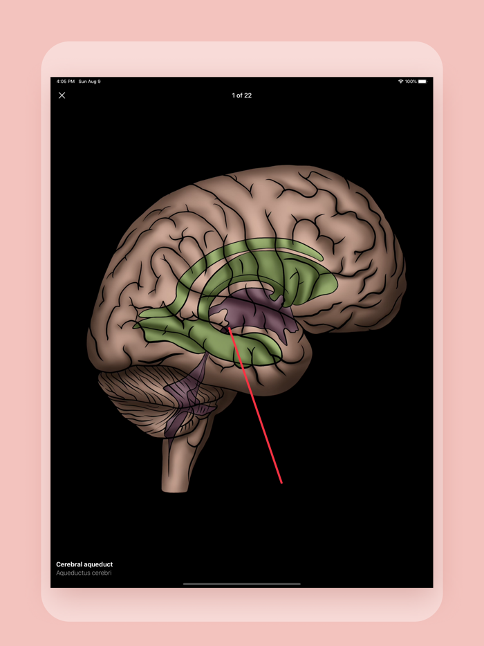 Easy Anatomy. Atlas learning