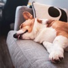 Calming Sound for Dogs icon