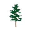 White Pine Investment Co. icon