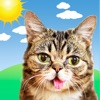 Lil BUB Cat Weather Report - iPadアプリ