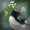 鳥の鳴き声: Bird Sounds - iPhoneアプリ