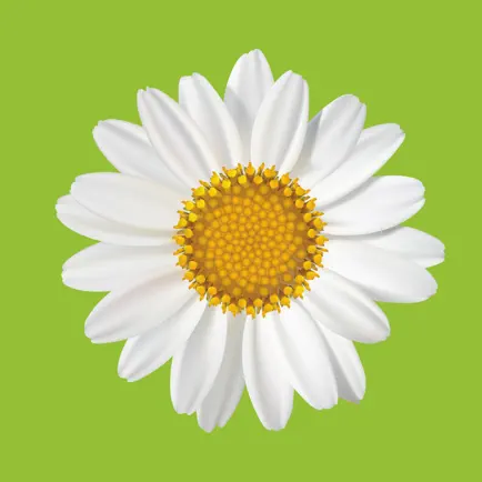 Modern Gardens: Makeover Tips Cheats