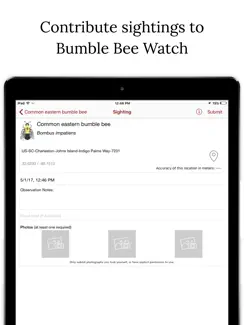 Bumble Bee Watch iPad image 4