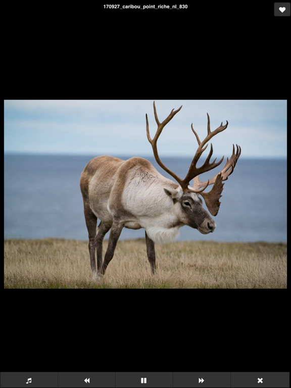 iFotoZ iPad screenshot 5 - Photo & Video app