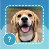 Quiz guess all cute dog breeds - iPhoneアプリ