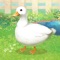 Icon Duck Pet