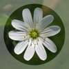 Mobile Flora - Wild Flowers icon
