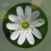 Mobile Flora - Wild Flowers - LET Software ApS