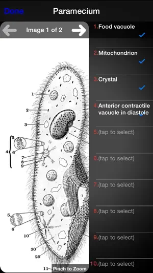 Protozoan Identification screenshot 3