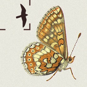 螢幕擷取畫面 (5) British & Irish Butterflies