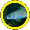 Fish Sorter - iPhoneアプリ