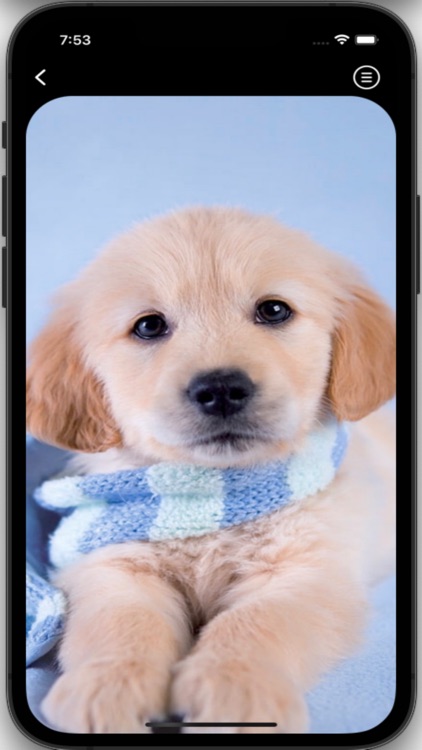 Dog Wallpapers HD Pro screenshot-5