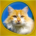 Animals 360 - Cats Gold