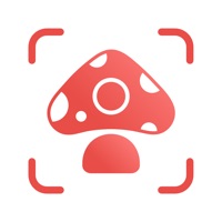 Picture Mushroom logo