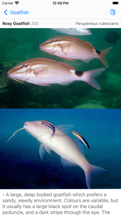 Red Sea Fish IDのおすすめ画像5