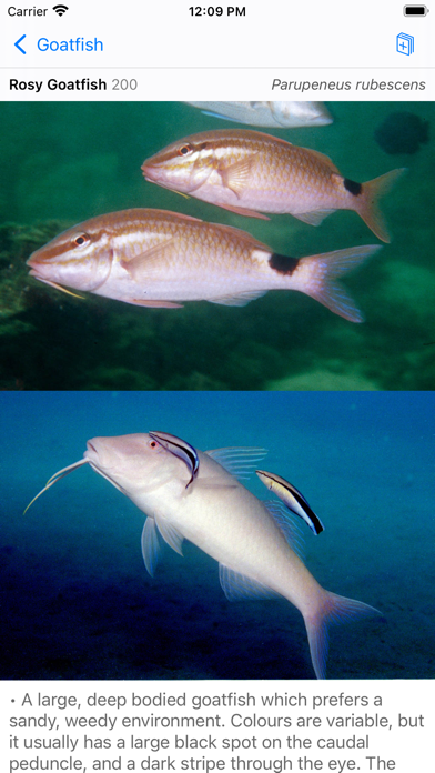 Red Sea Fish ID Screenshot