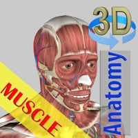 3D Bones and Muscles (Anatomy)