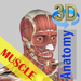 3D Bones and Muscles (Anatomy)