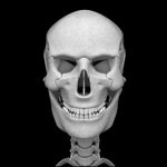 Huesos Humanos 3D anatomía