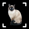 Cat Identifier: Kitty Breed ID - iPhoneアプリ