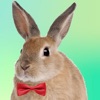 Adopt A Rabbit : Virtual Pet icon