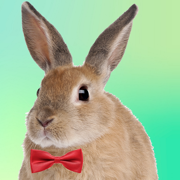 Adopt A Rabbit : Virtual Pet