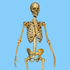 Skeletal System Quizzes - Coskun CAKIR