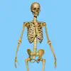 Skeletal System Quizzes App Feedback