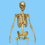 Skeletal System Quizzes App Cancel