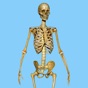 Skeletal System Quizzes app download