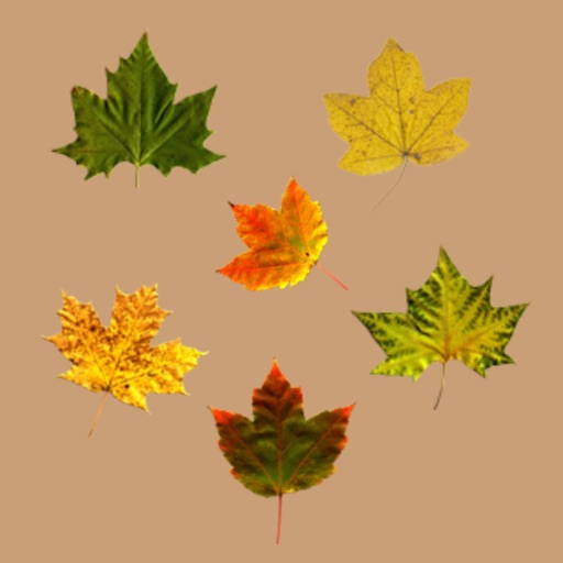 Leaf Drop icon