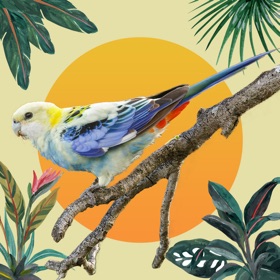 螢幕擷取畫面 (10) Parrot Lands