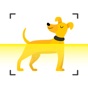 Dog scanner - Dog Breed ID app download